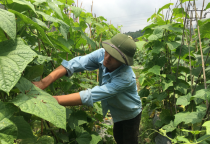 Phòng trừ sâu gây hại