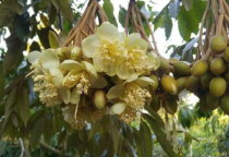 Ngược chiều đối thủ, giá 'hạt ngọc Việt' vọt lên đắt đỏ nhất thế giới