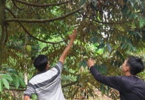 VINA BIRD HOUSE Giới Thiệu Dòng Thuốc BVTV An Toàn Cho Sầu Riêng – Giải Pháp Hữu Cơ Hiệu Quả