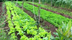 Kỹ thuật tác nghiệp