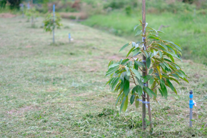 ỨNG DỤNG CÔNG NGHỆ NHẬT – GIẢI PHÁP MỚI CHO CÁNH ĐỒNG VIỆT