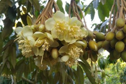 Ngược chiều đối thủ, giá 'hạt ngọc Việt' vọt lên đắt đỏ nhất thế giới