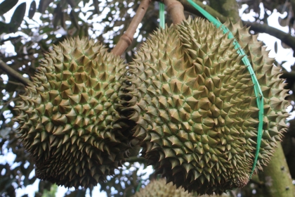 Giải Pháp BVTV Toàn Diện Cho Cây Sầu Riêng – VINA BIRD HOUSE Tiên Phong Ứng Dụng Công Nghệ Xanh