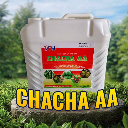 ChaCha AA 