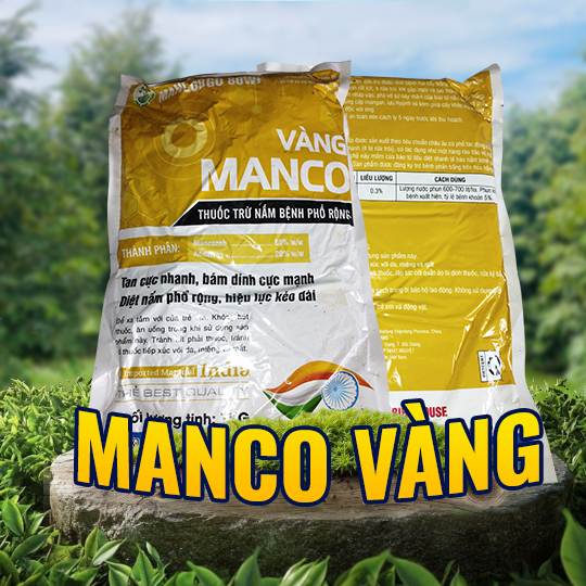 MANCO VÀNG 80 WP